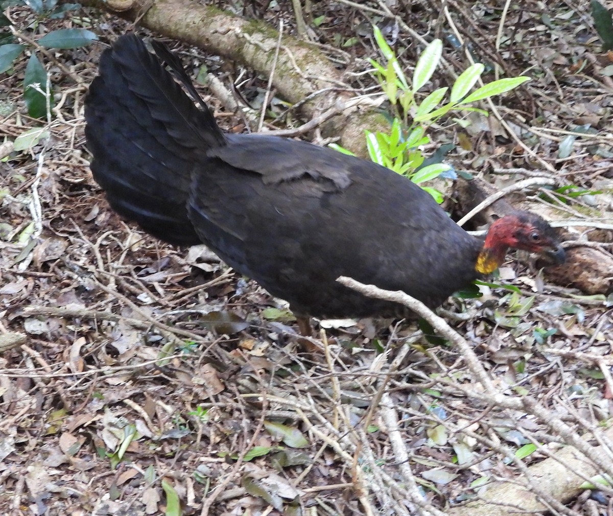 Australian Brushturkey - ML641843616