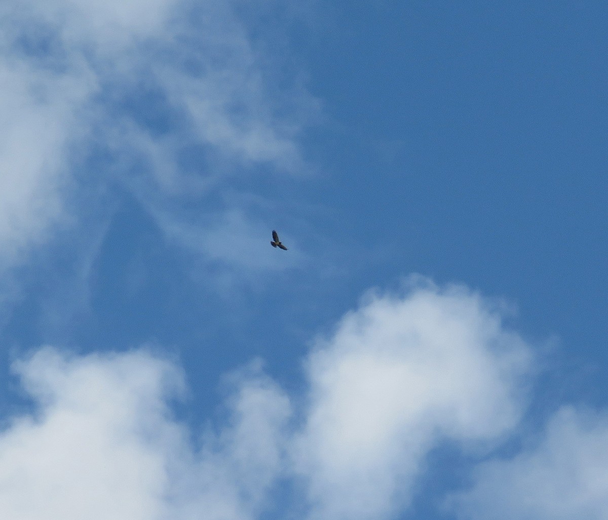 Short-tailed Hawk - ML641843629