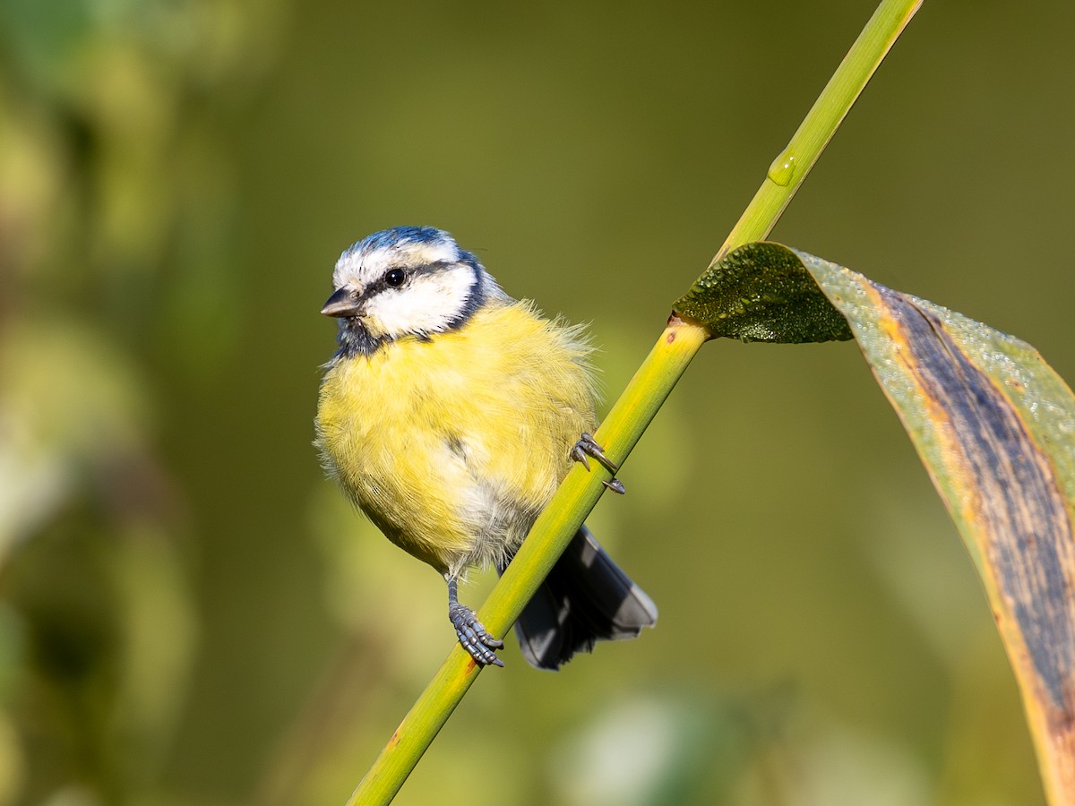 Eurasian Blue Tit - ML641843631