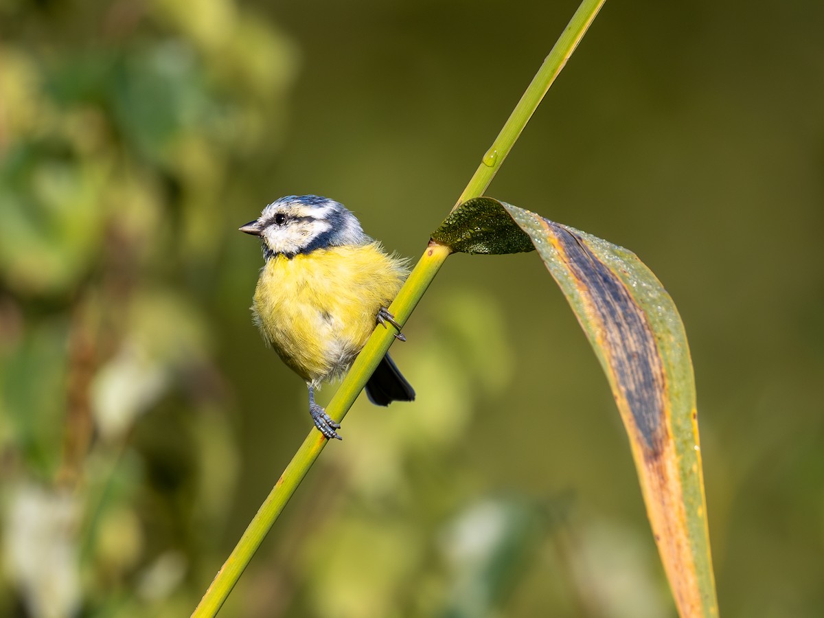 Eurasian Blue Tit - ML641843632