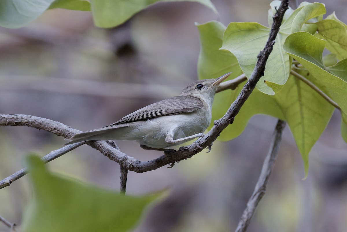 Eastern Olivaceous Warbler - ML641843646