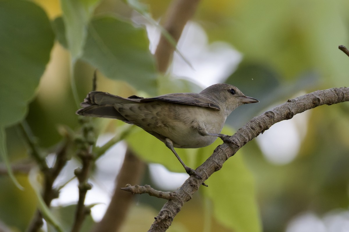 Barred Warbler - ML641843657