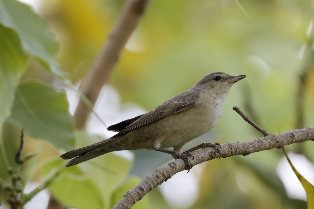 Barred Warbler - ML641843658