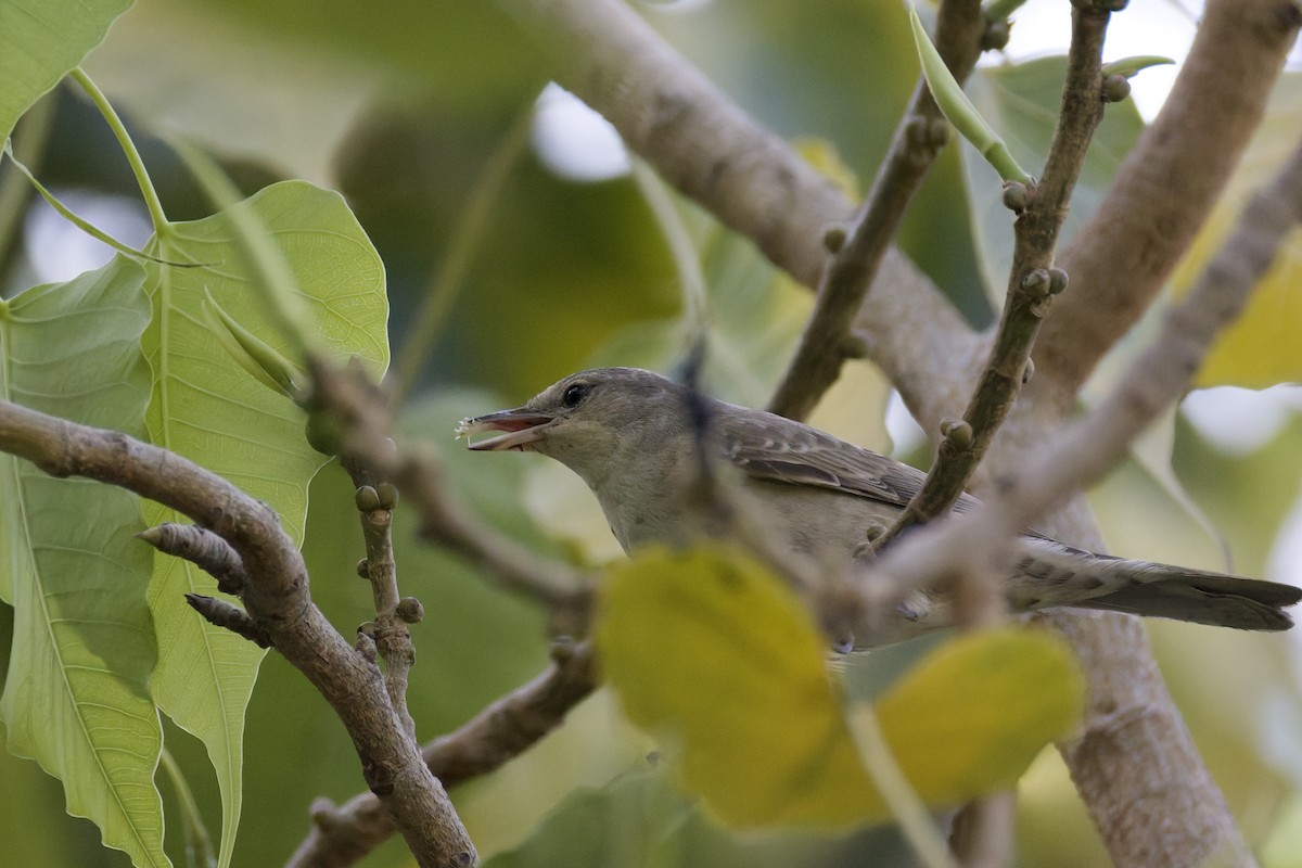 Barred Warbler - ML641843659