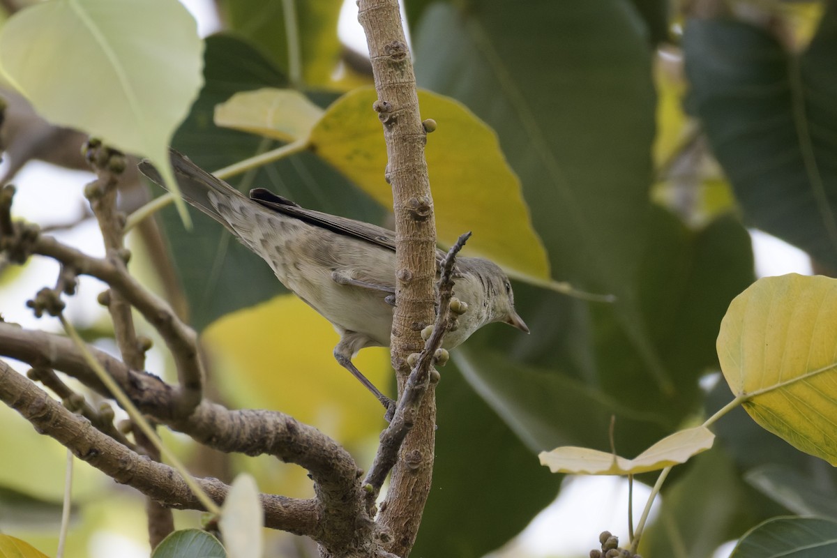 Barred Warbler - ML641843660