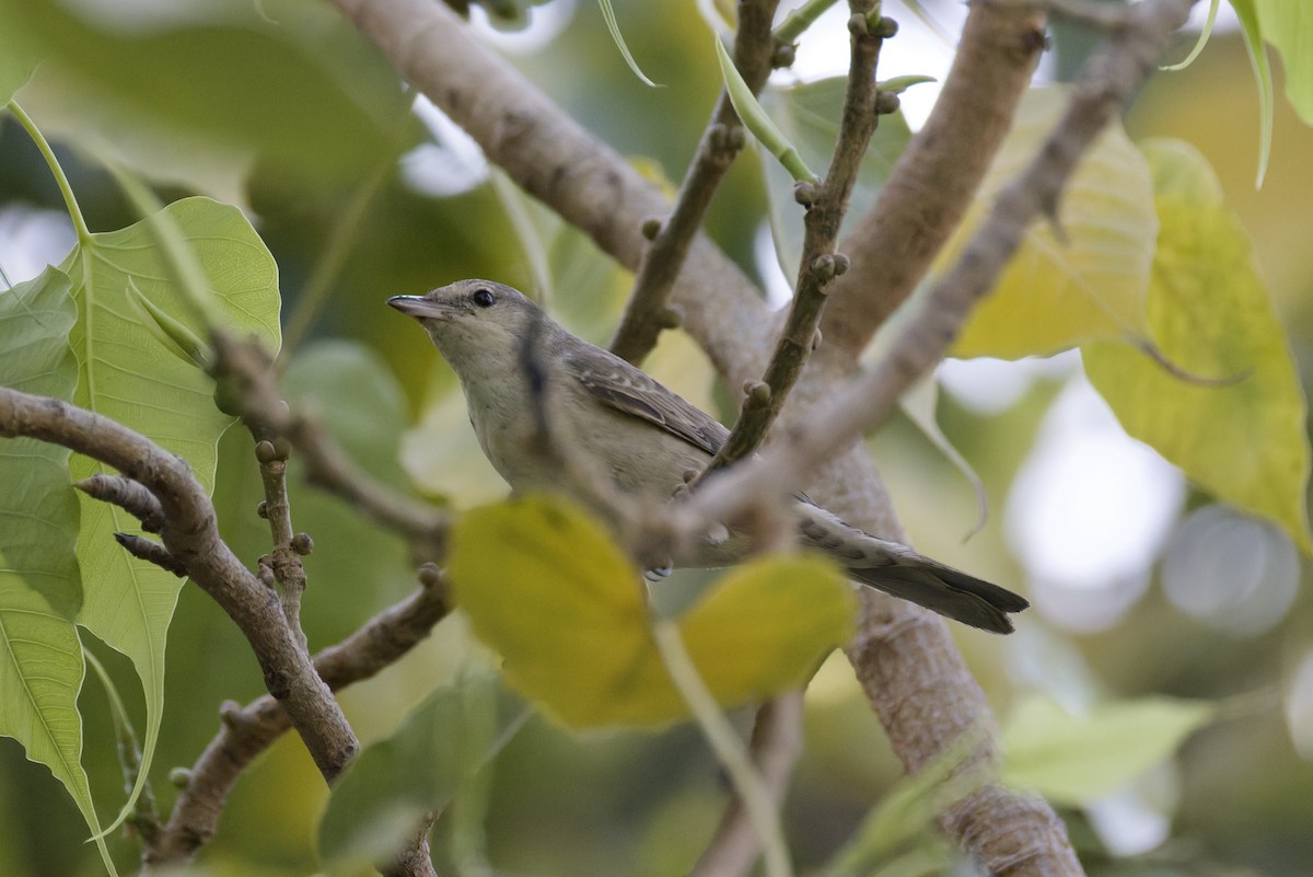 Barred Warbler - ML641843661