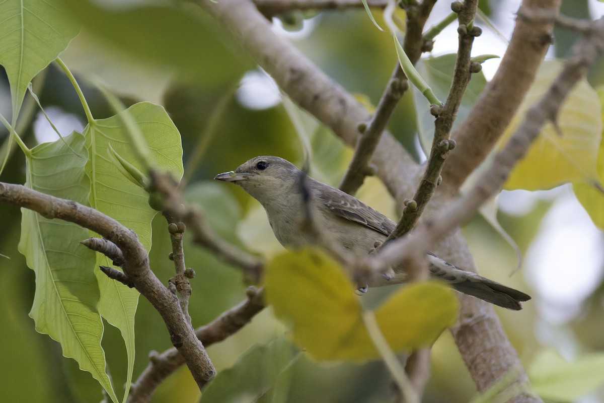 Barred Warbler - ML641843662