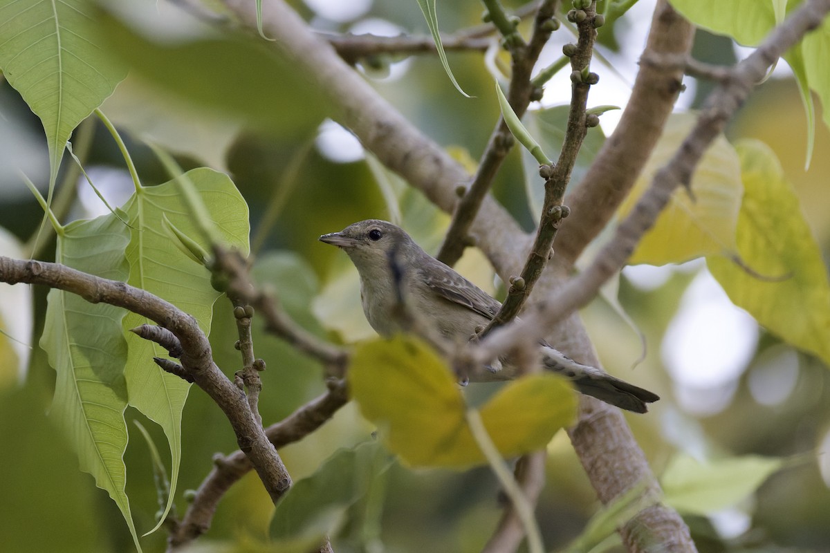 Barred Warbler - ML641843663
