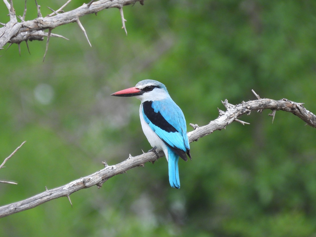 Woodland Kingfisher - ML641843680