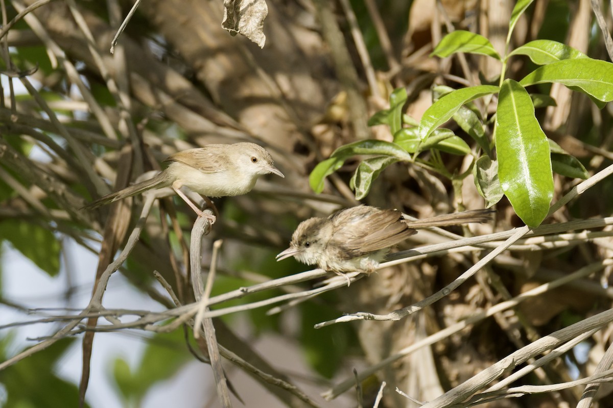 Delicate Prinia - ML641843690