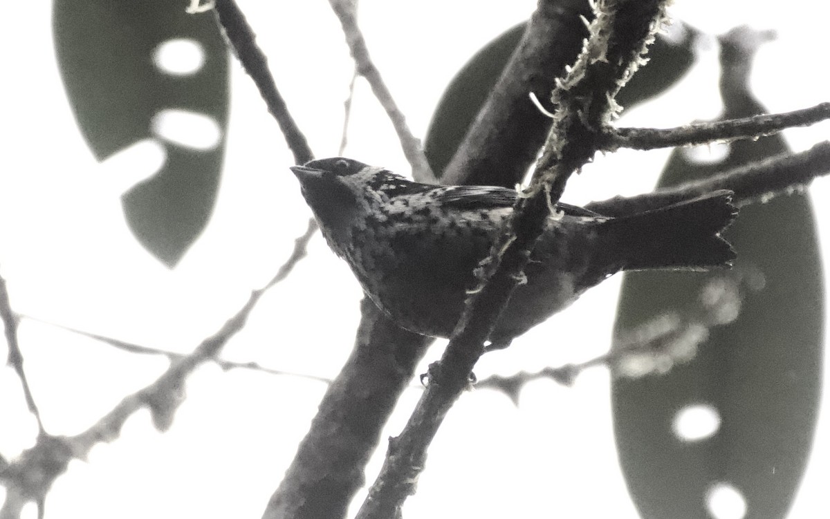 Beryl-spangled Tanager - ML641843703