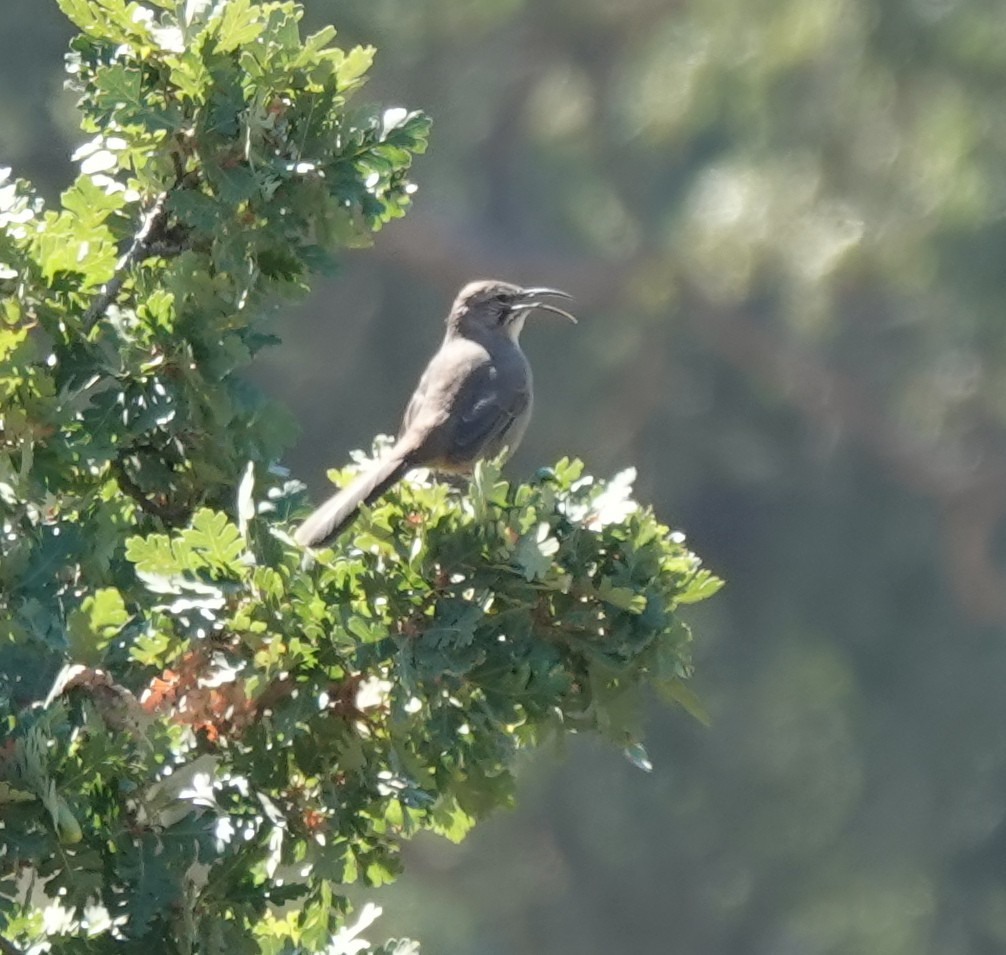 California Thrasher - ML641843705