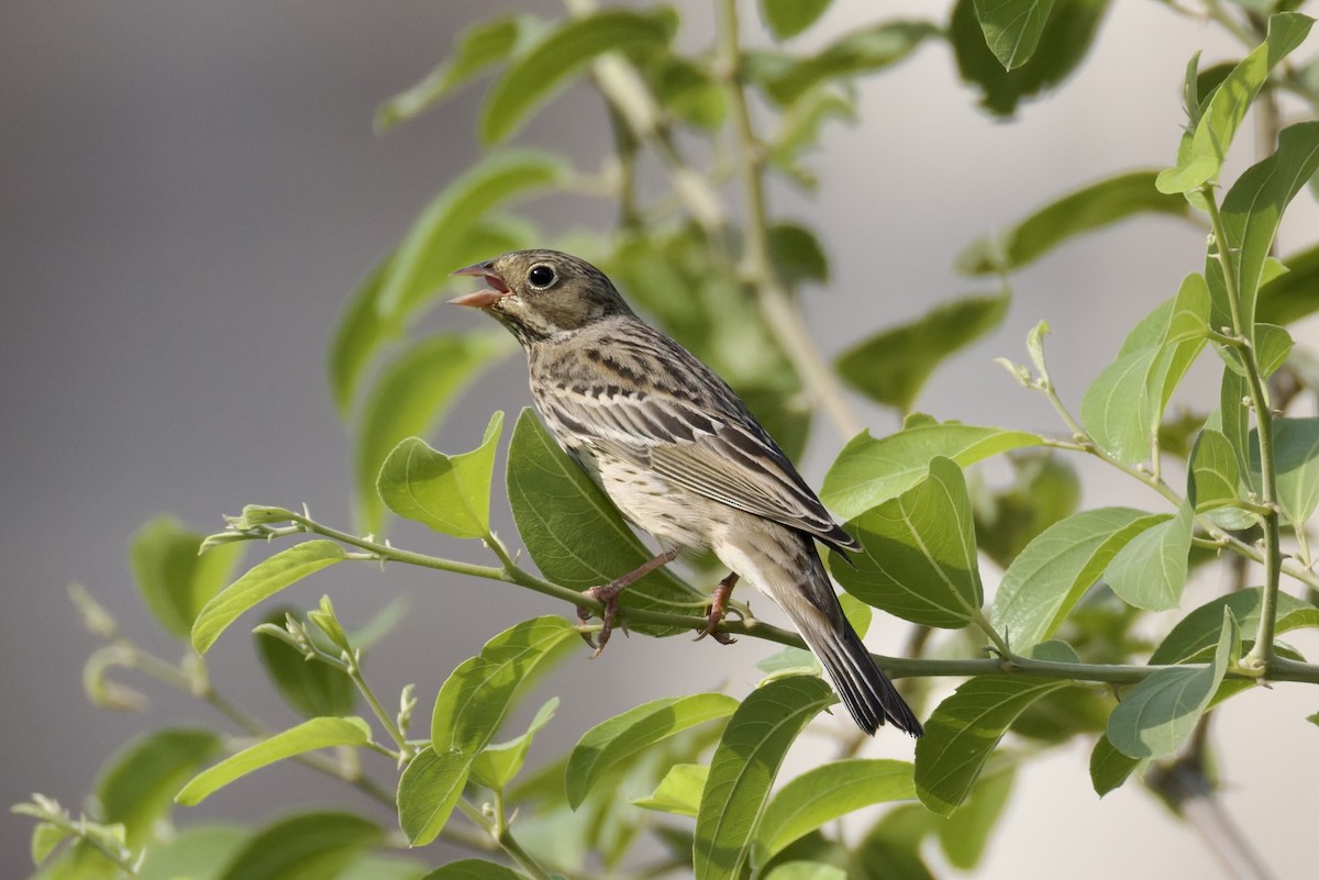 Ortolan Bunting - ML641843707