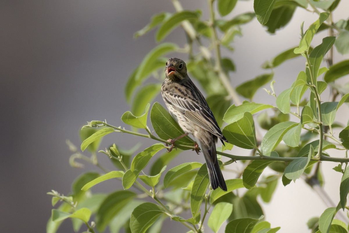 Ortolan Bunting - ML641843708