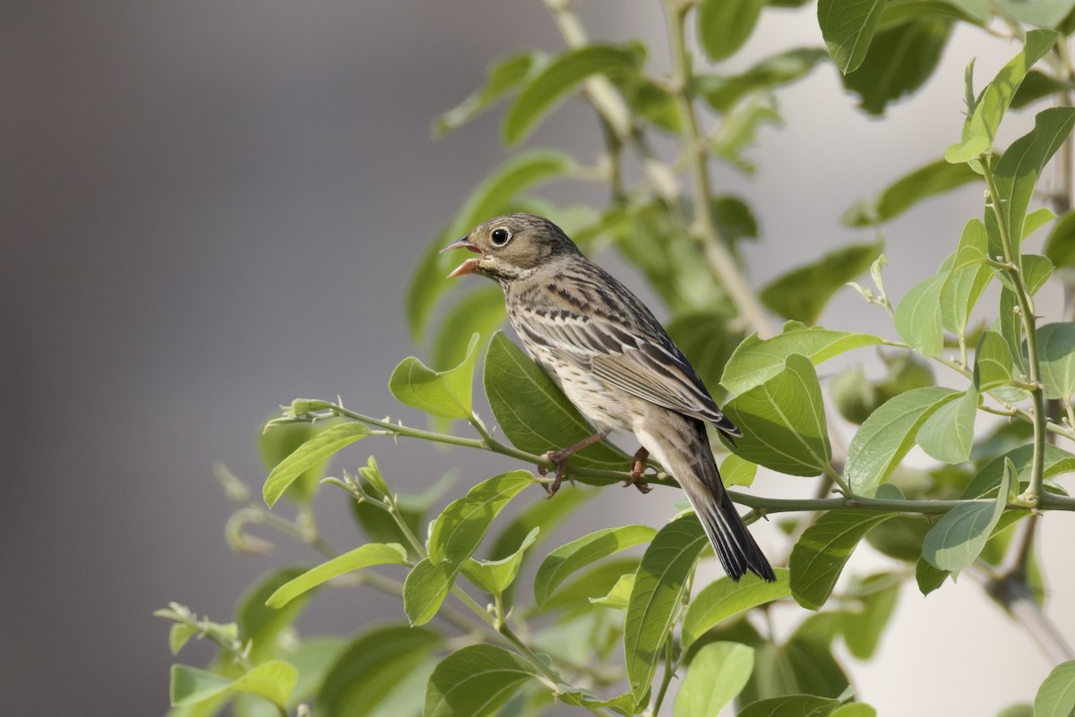 Ortolan Bunting - ML641843709