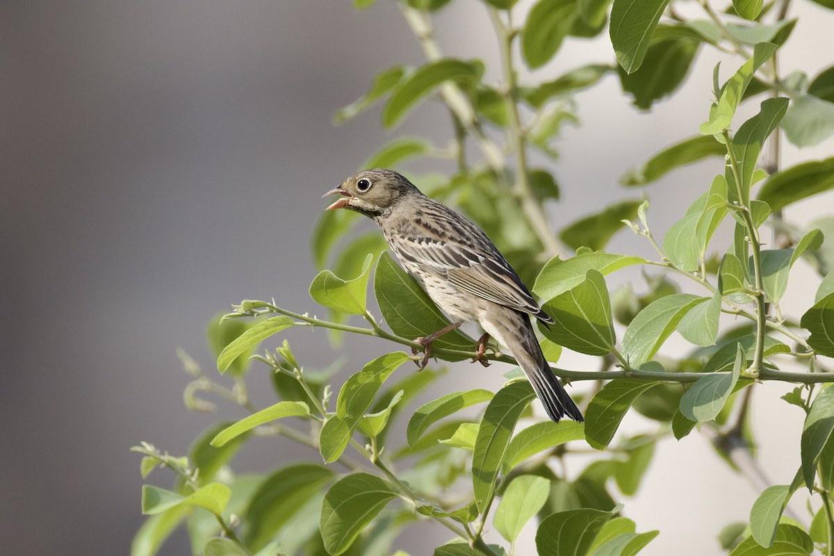 Ortolan Bunting - ML641843710