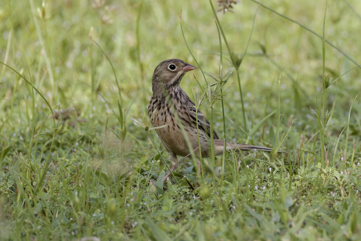 Ortolan Bunting - ML641843711