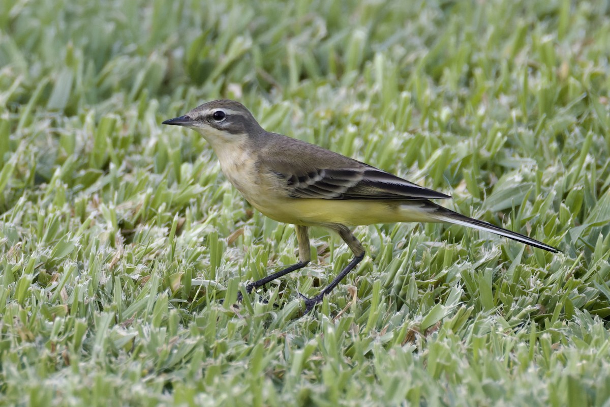 Western Yellow Wagtail - ML641843718