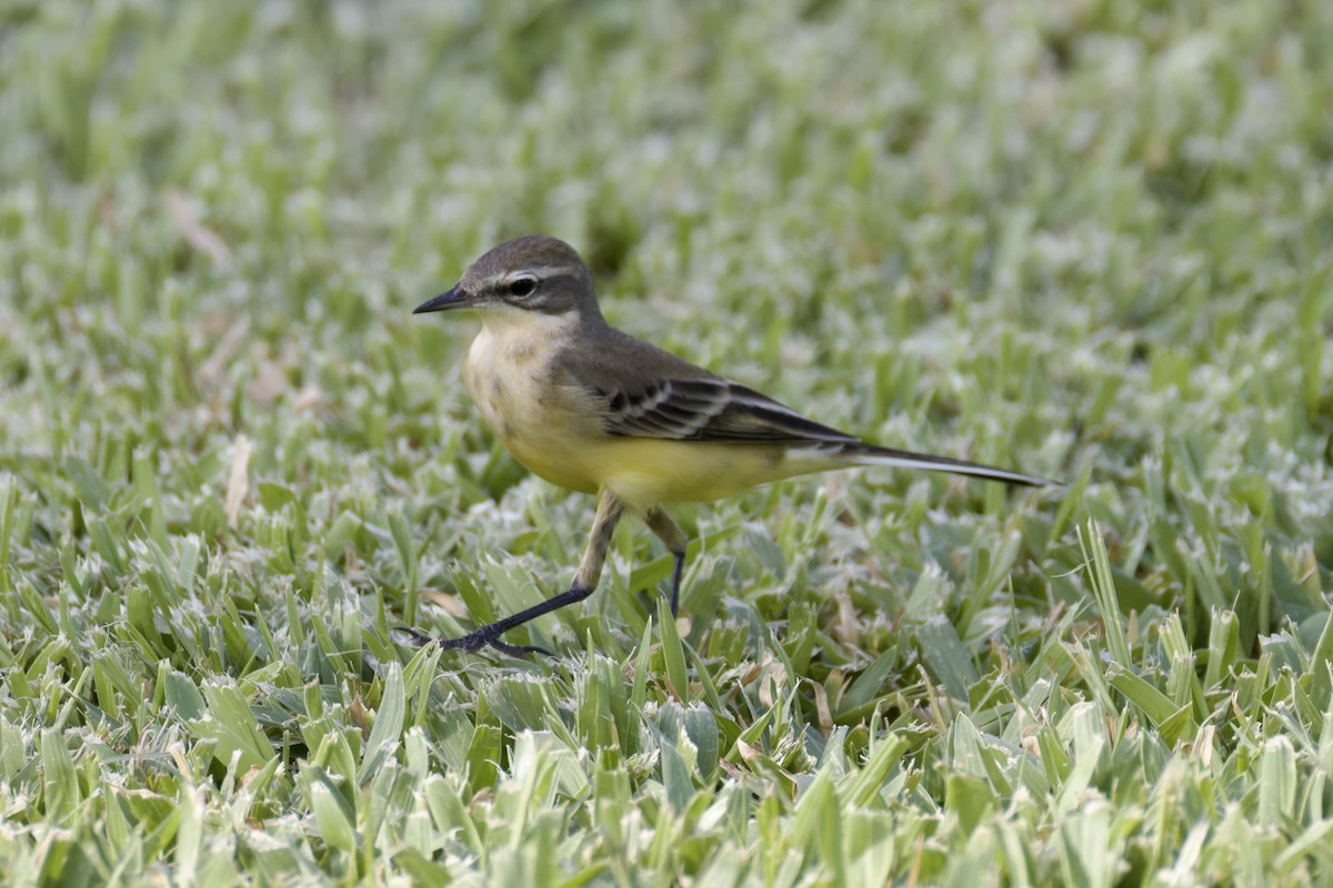 Western Yellow Wagtail - ML641843719