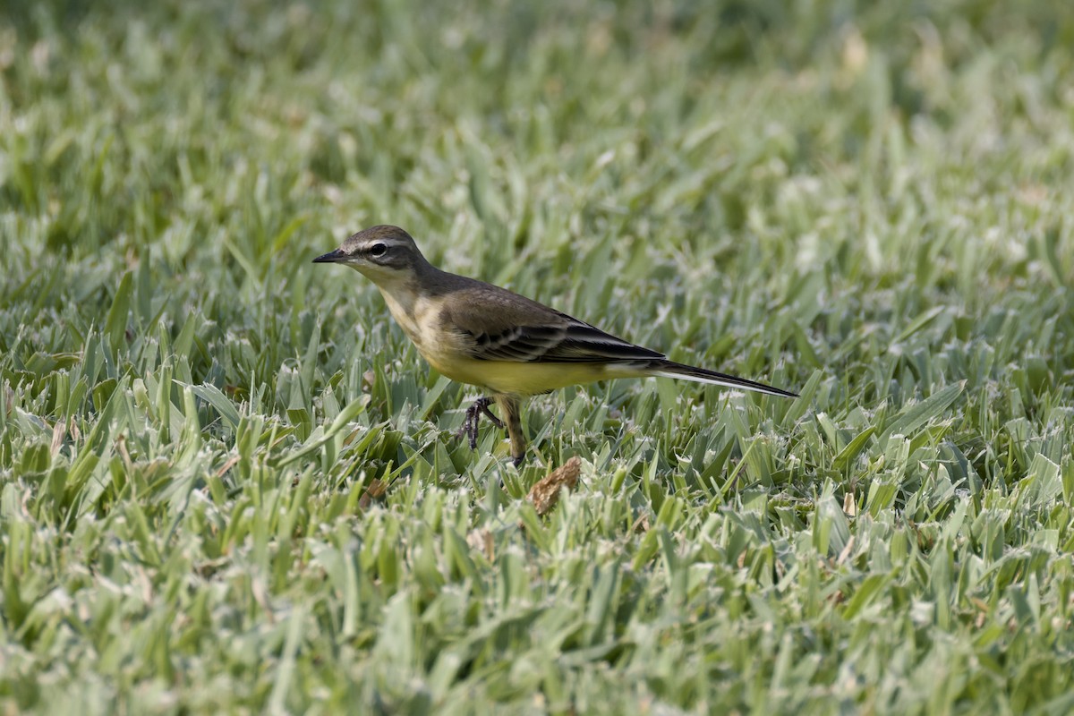 Western Yellow Wagtail - ML641843720