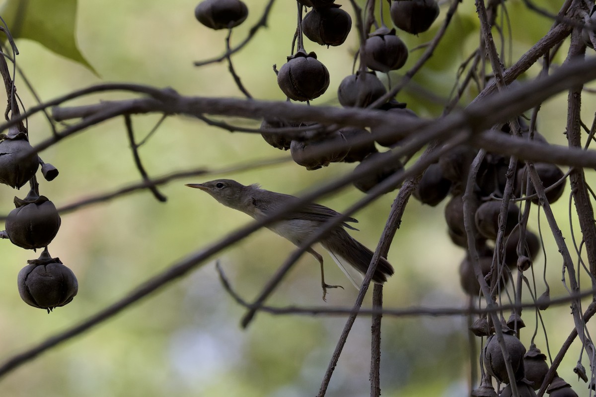 Eastern Olivaceous Warbler - ML641843727