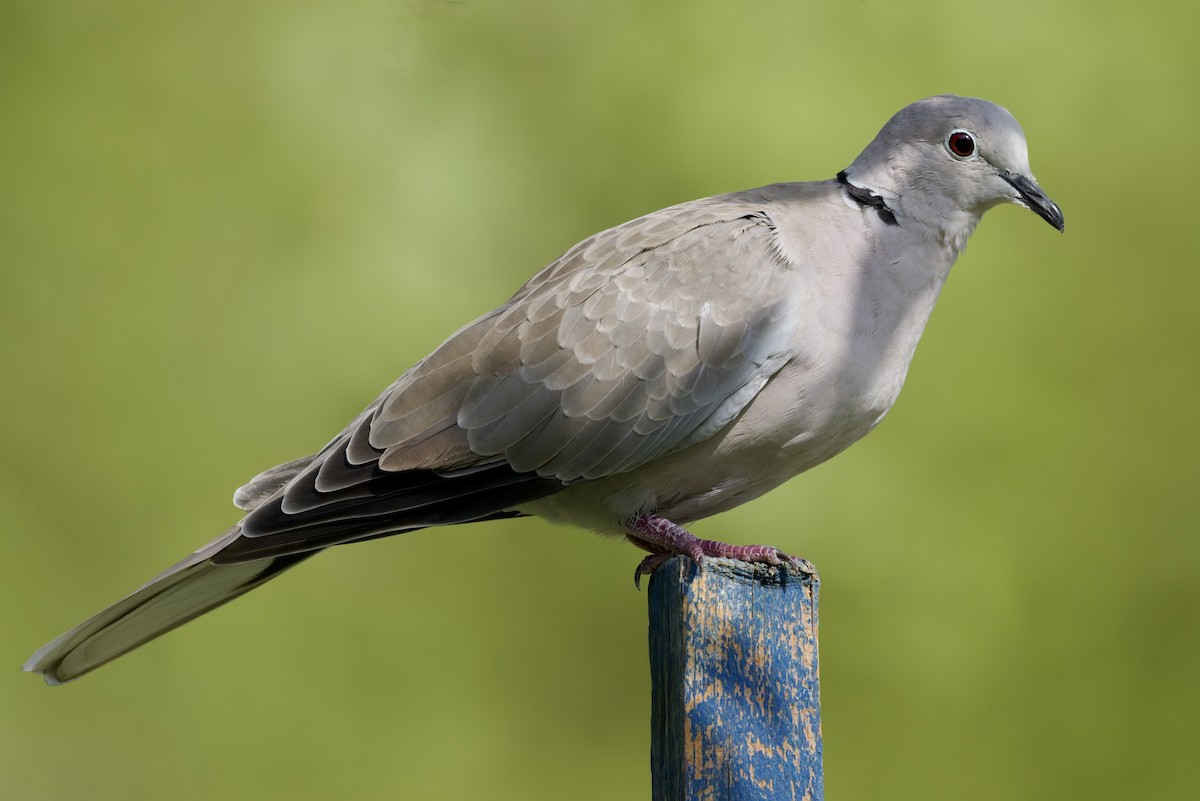 Eurasian Collared-Dove - ML641843731