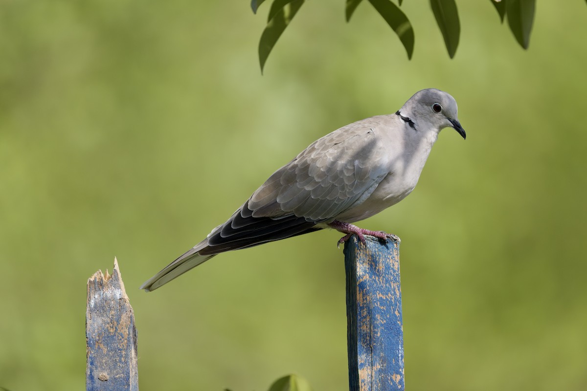 Eurasian Collared-Dove - ML641843732