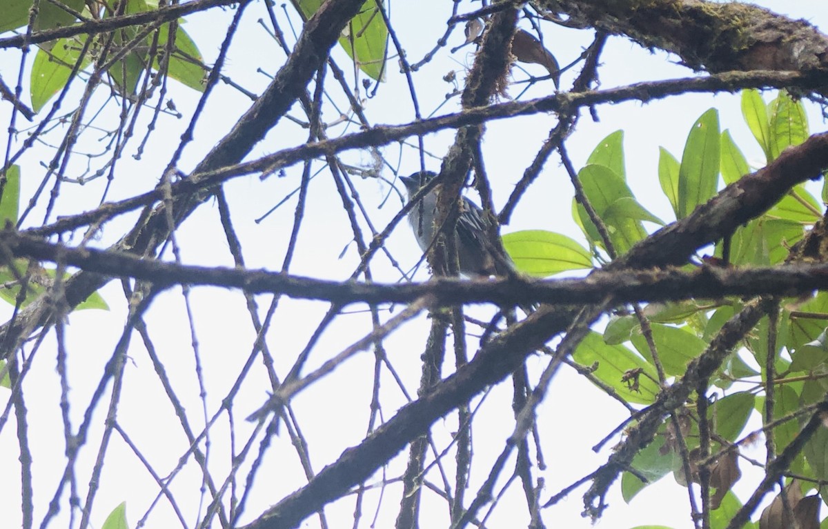 White-winged Becard - ML641843734