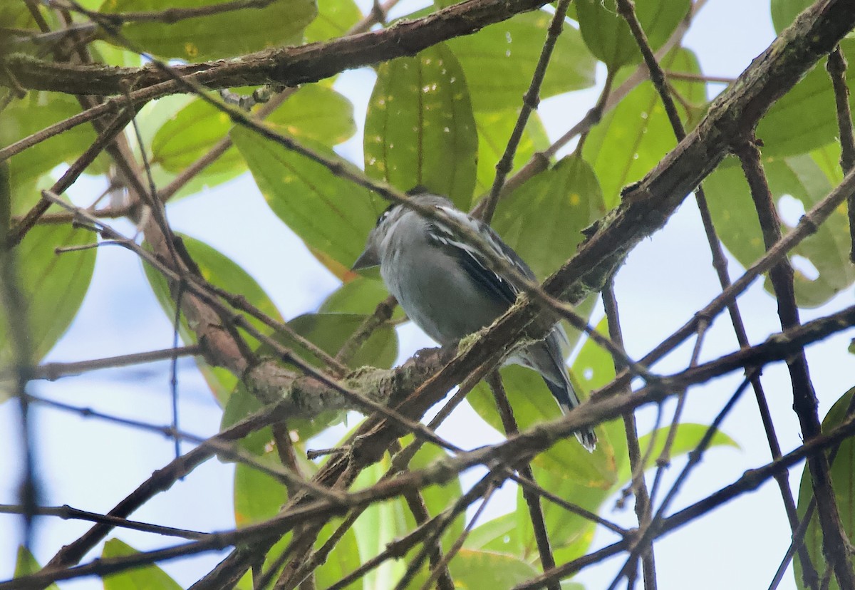 White-winged Becard - ML641843736