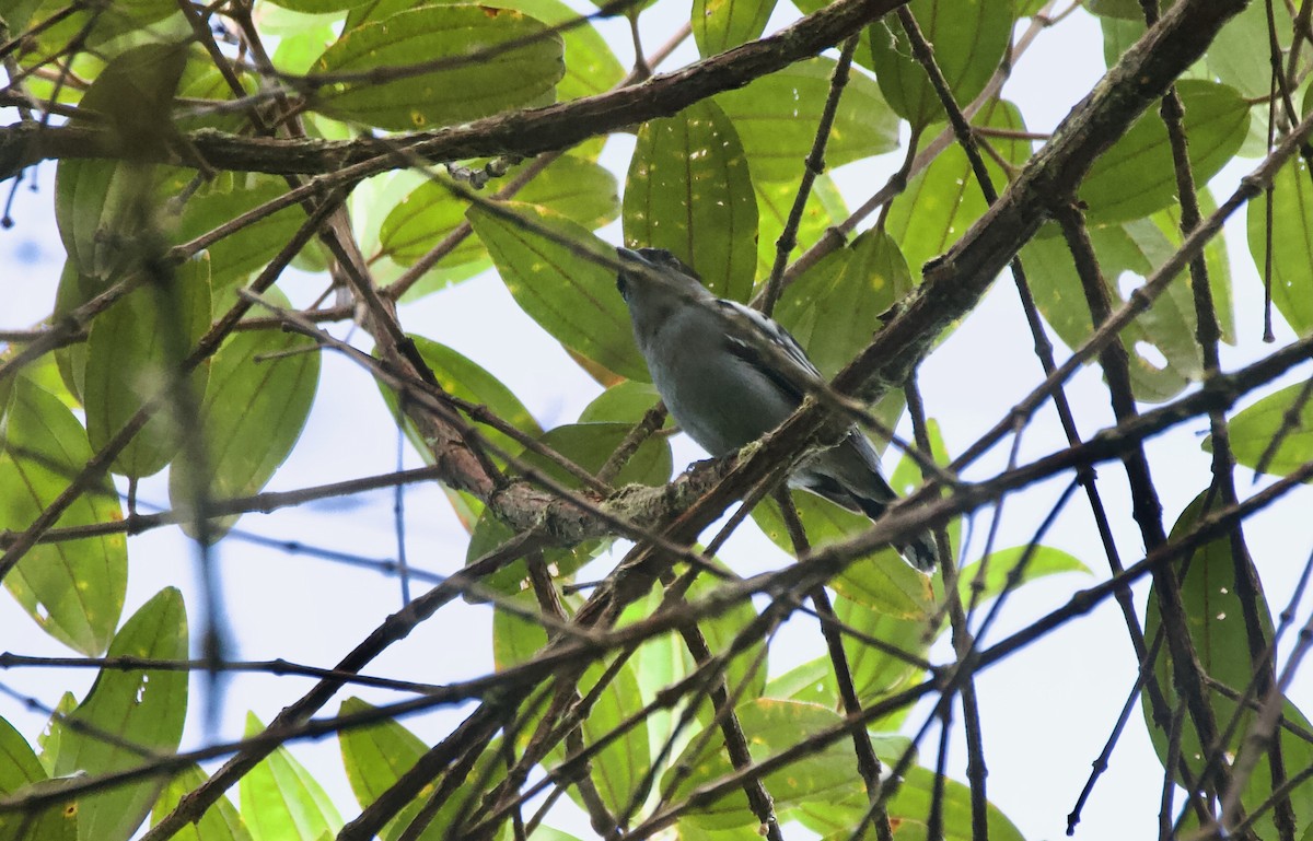 White-winged Becard - ML641843737