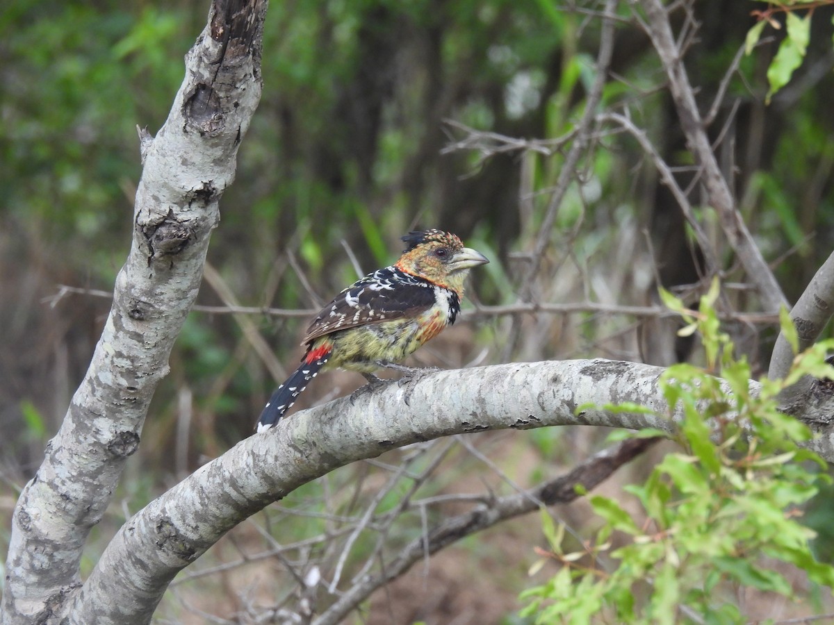 Crested Barbet - ML641843743