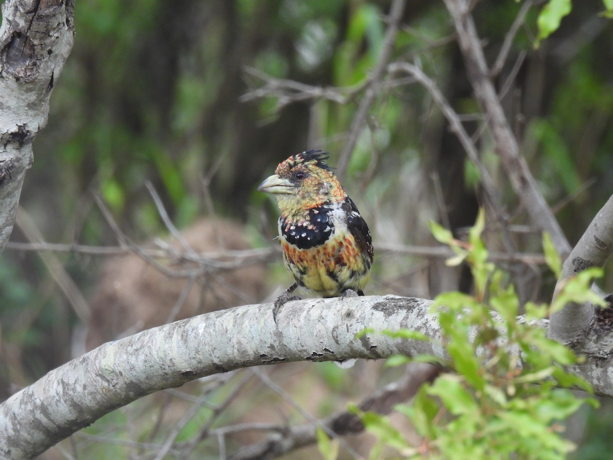 Crested Barbet - ML641843744