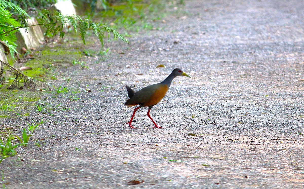 Gray-cowled Wood-Rail - ML641843749