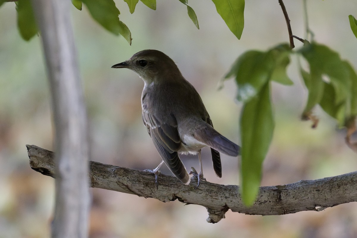 Common Nightingale - ML641843750