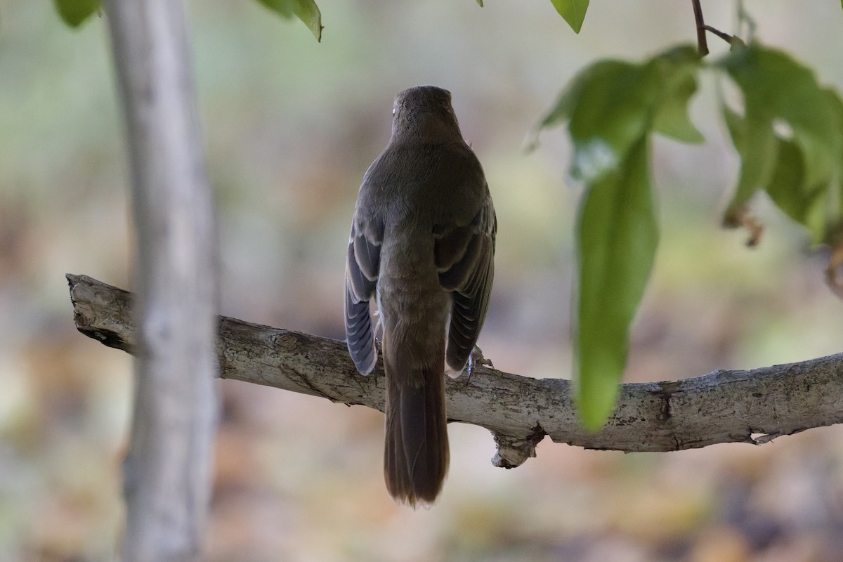 Common Nightingale - ML641843751