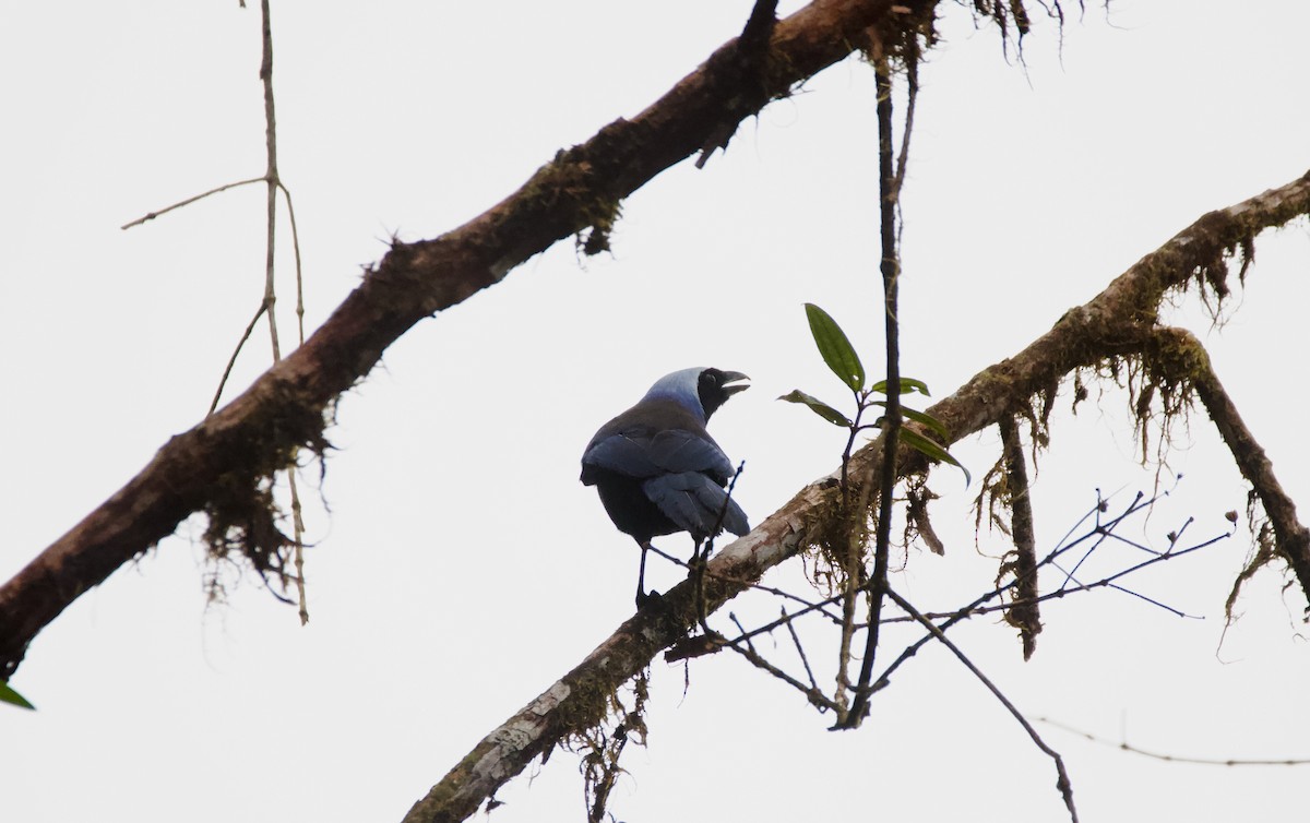Beautiful Jay - ML641843756