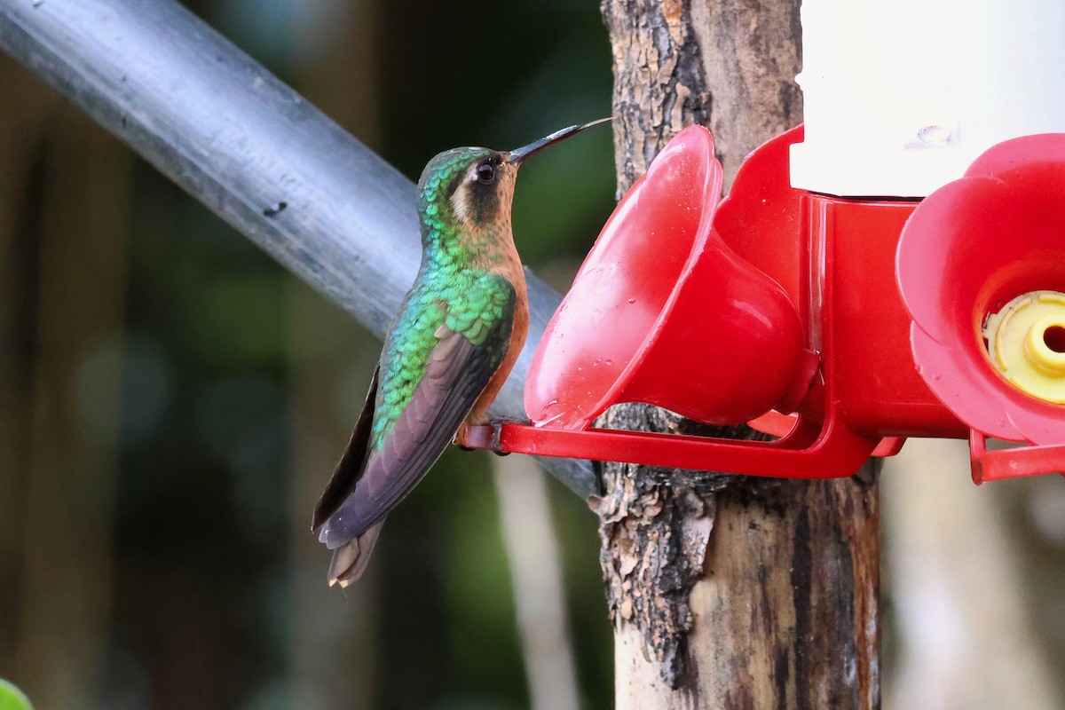 Speckled Hummingbird - ML641843772