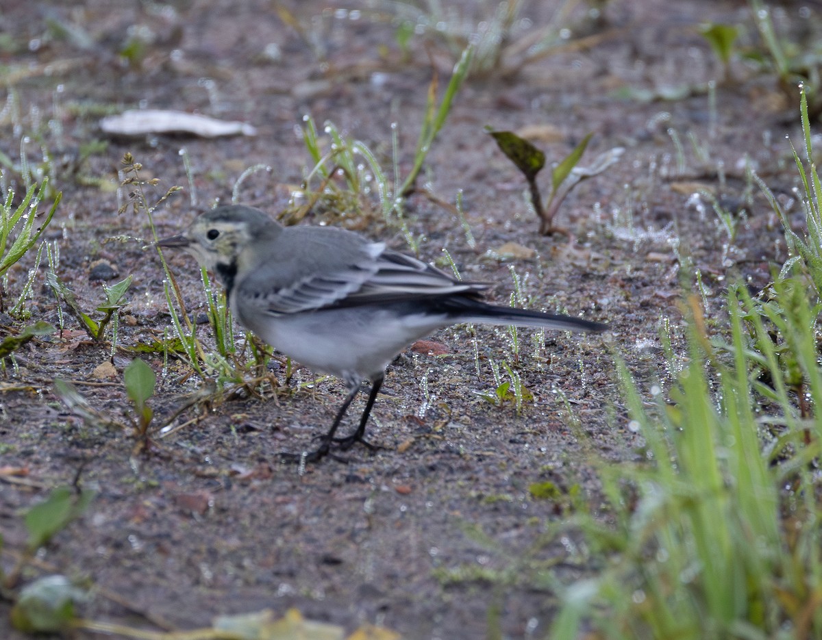White Wagtail - ML641843782