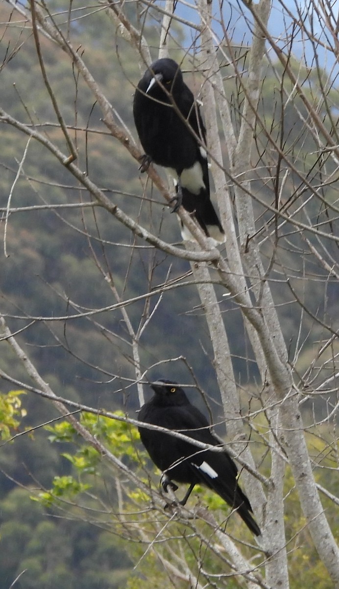 Pied Currawong - ML641843787