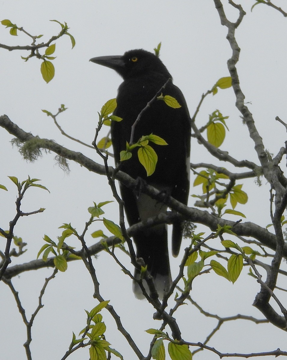 Pied Currawong - ML641843788