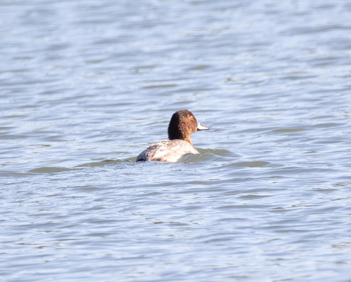 Common Pochard - ML641843792