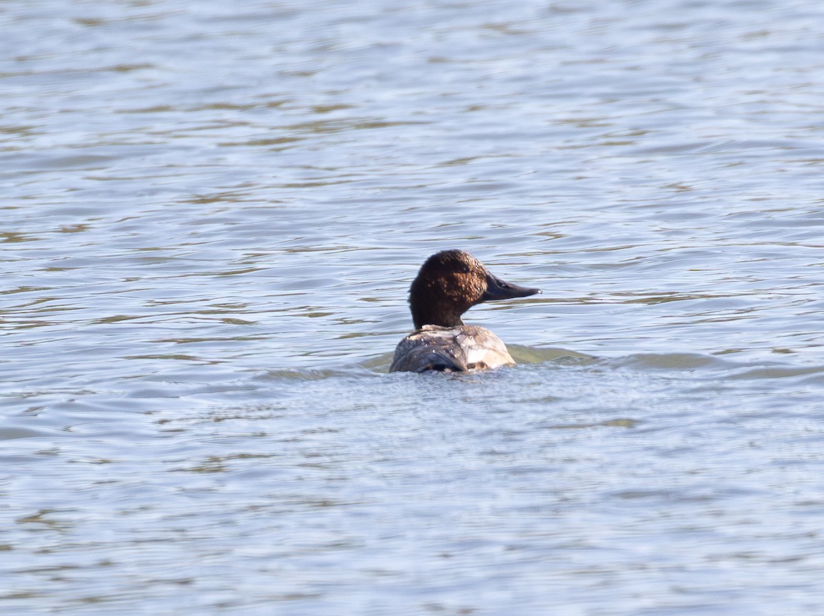 Common Pochard - ML641843793
