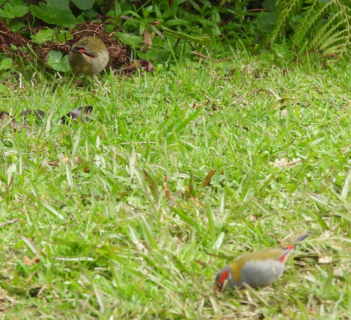フヨウチョウ - ML641843807