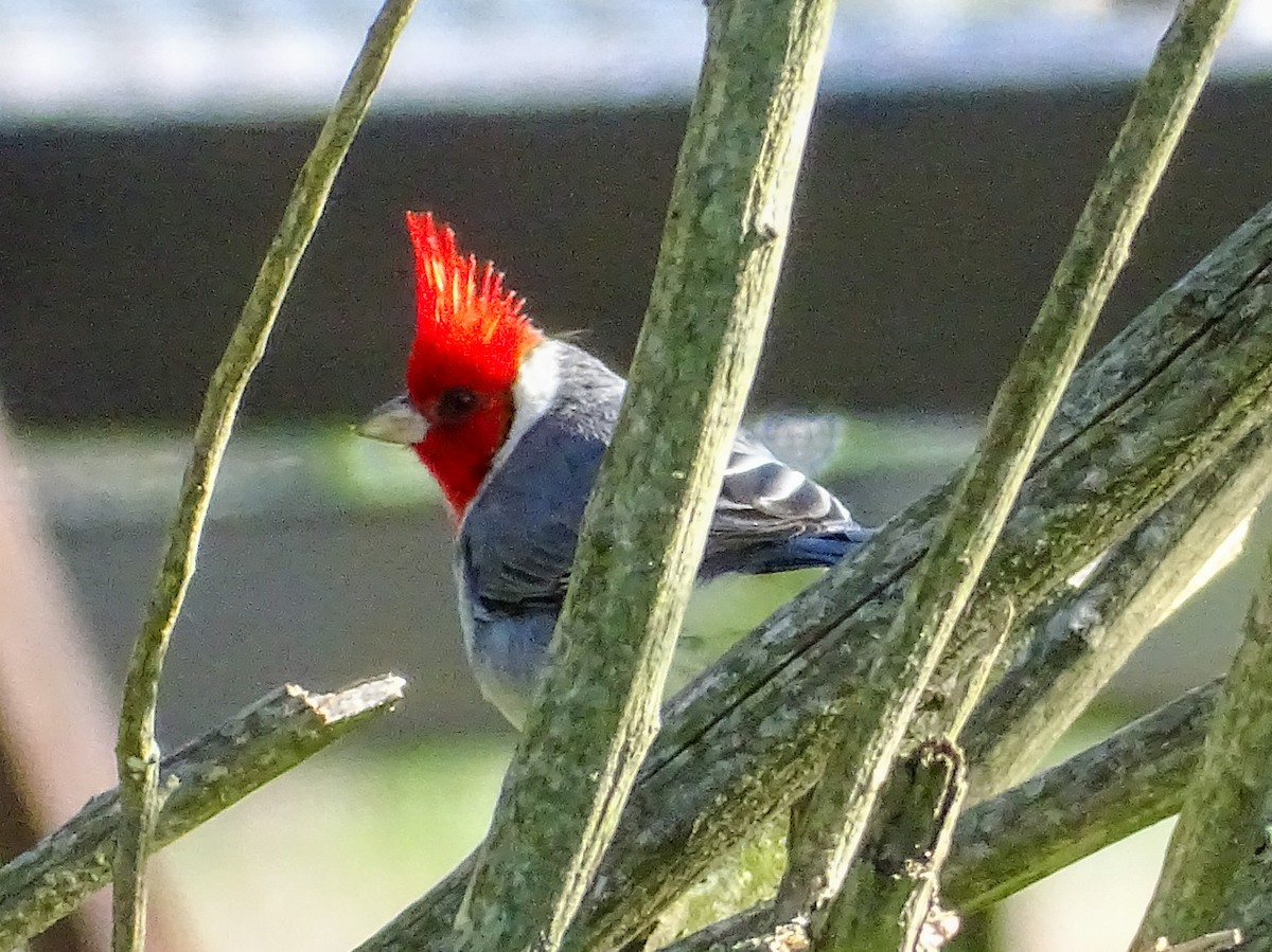 Red-crested Cardinal - ML641843813