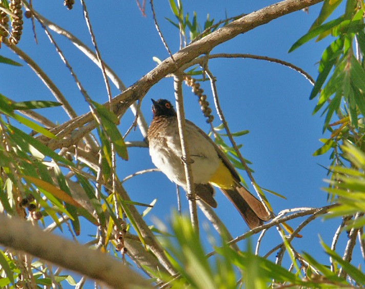 Black-fronted Bulbul - ML641843825