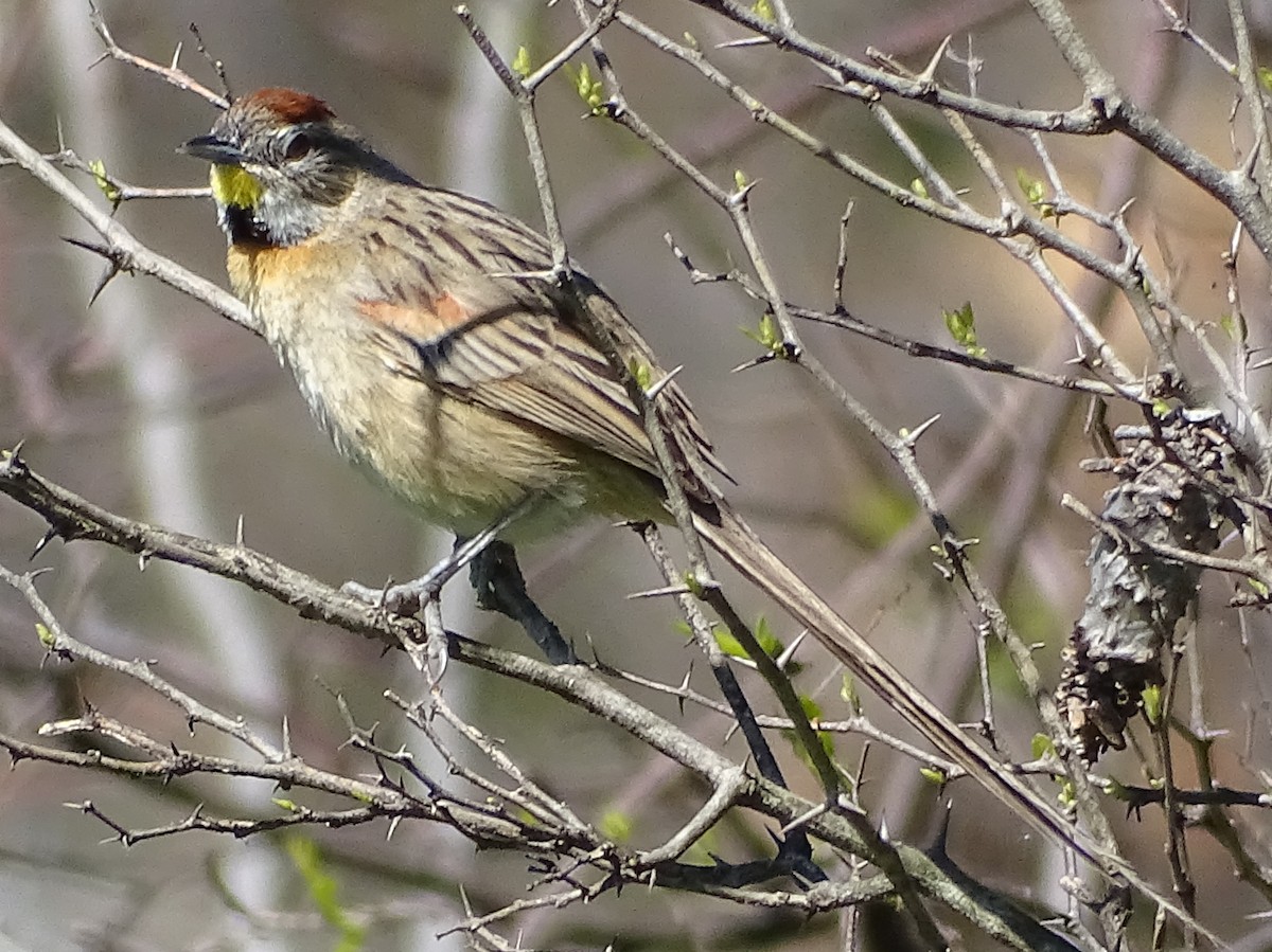 Chotoy Spinetail - ML641843850
