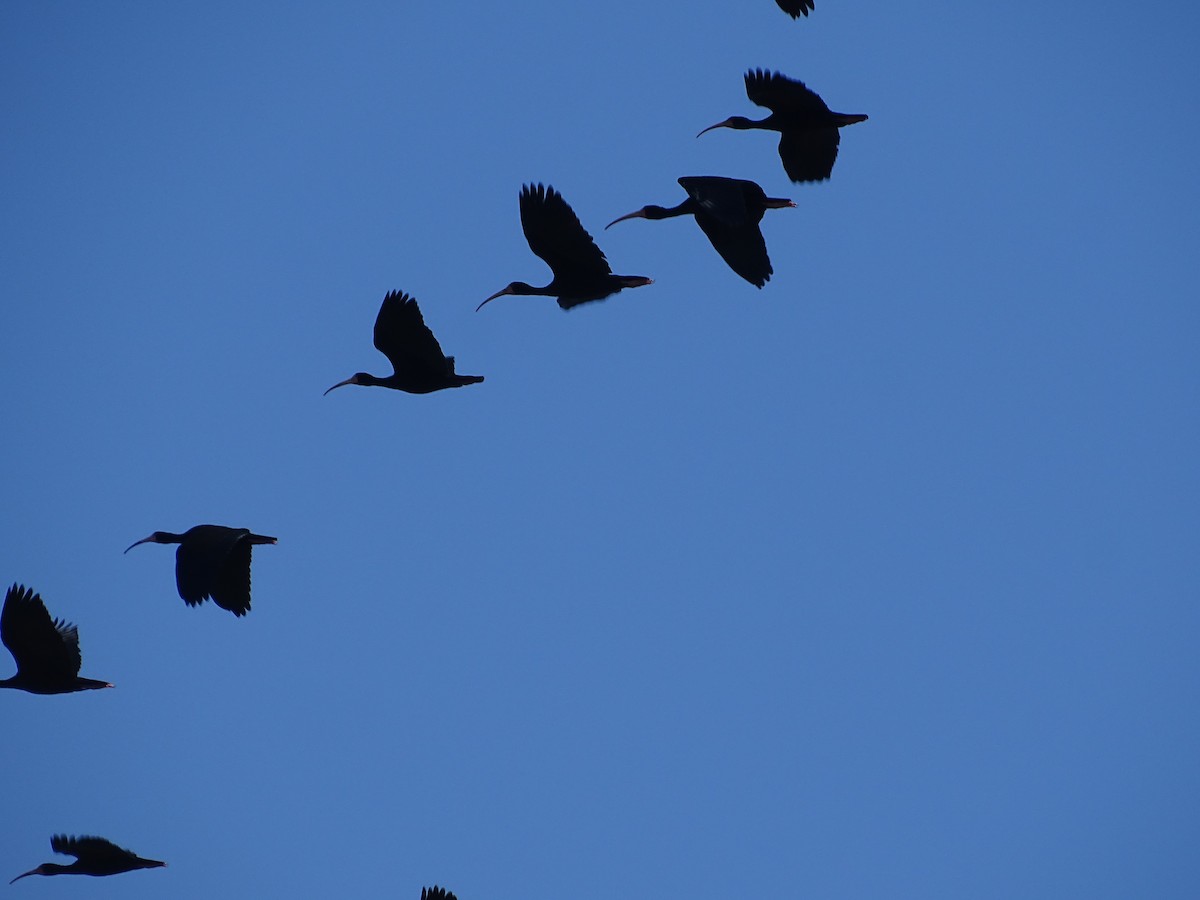 Bare-faced Ibis - ML641843859