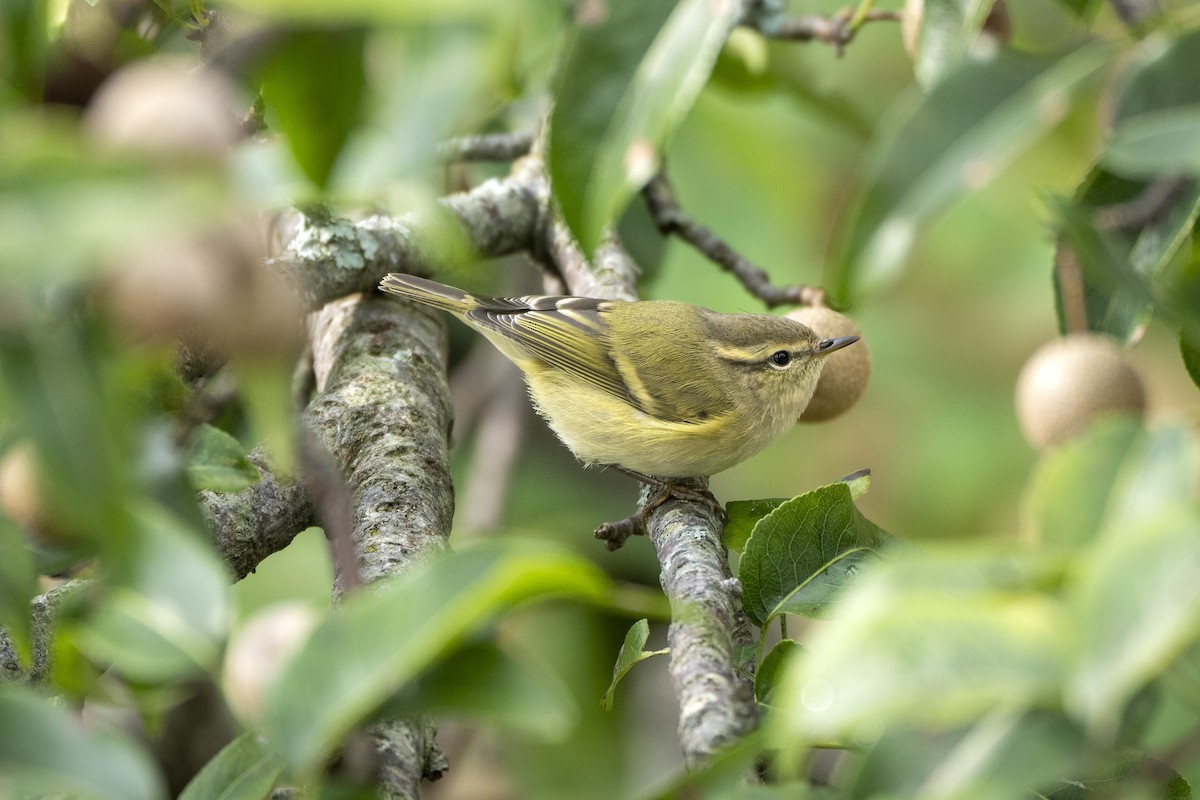 Hume's Warbler - ML641843860
