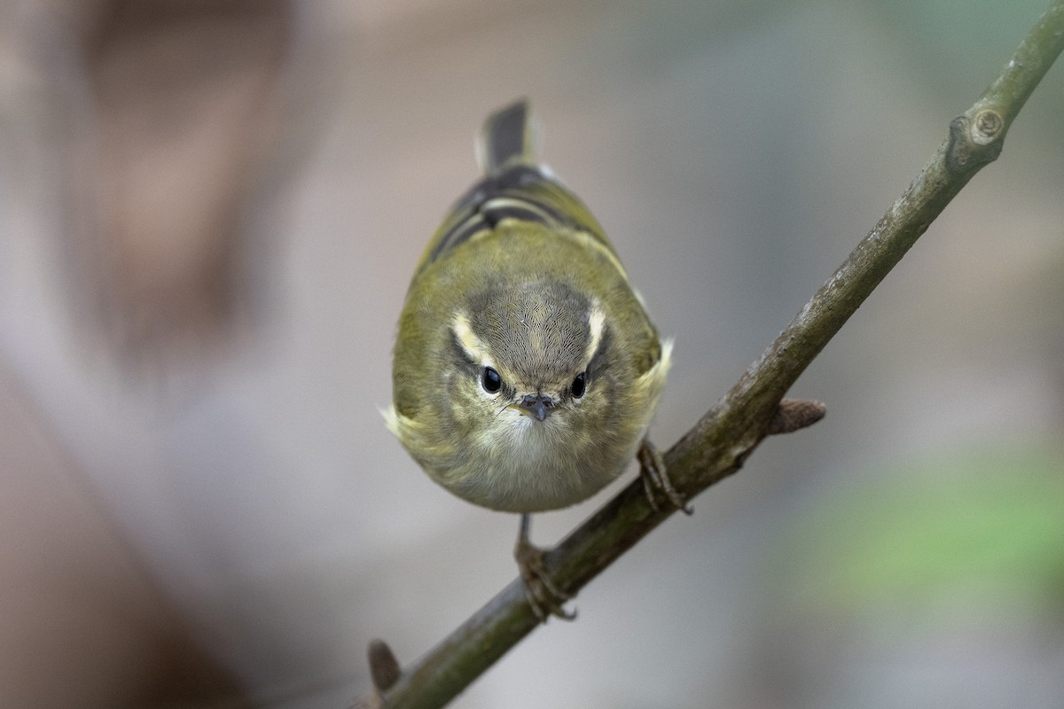 Hume's Warbler - ML641843861