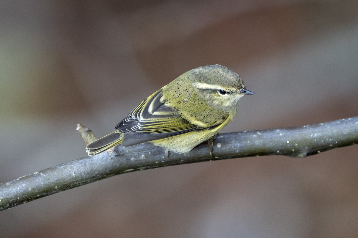 Hume's Warbler - ML641843862